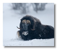 Musk Ox_ANL_7016